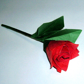Rosy rose