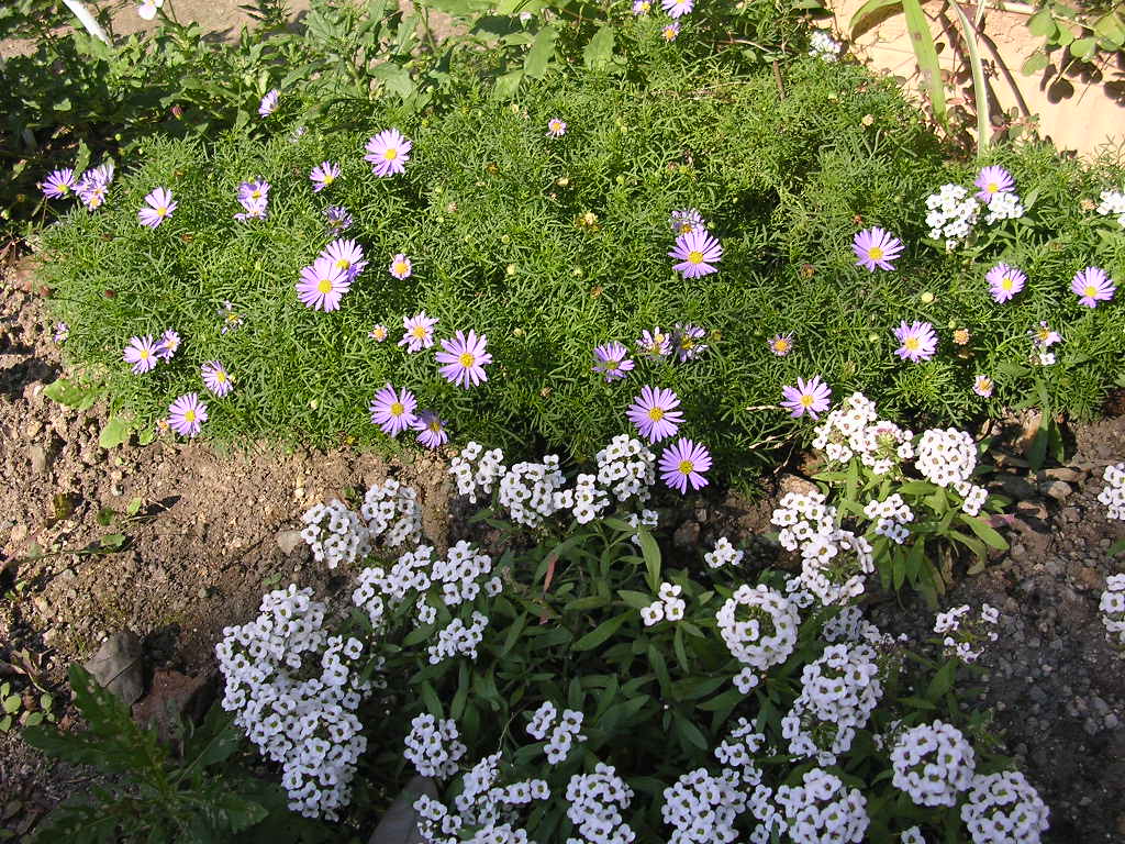 催眠性頭痛はどのように治療されますか?